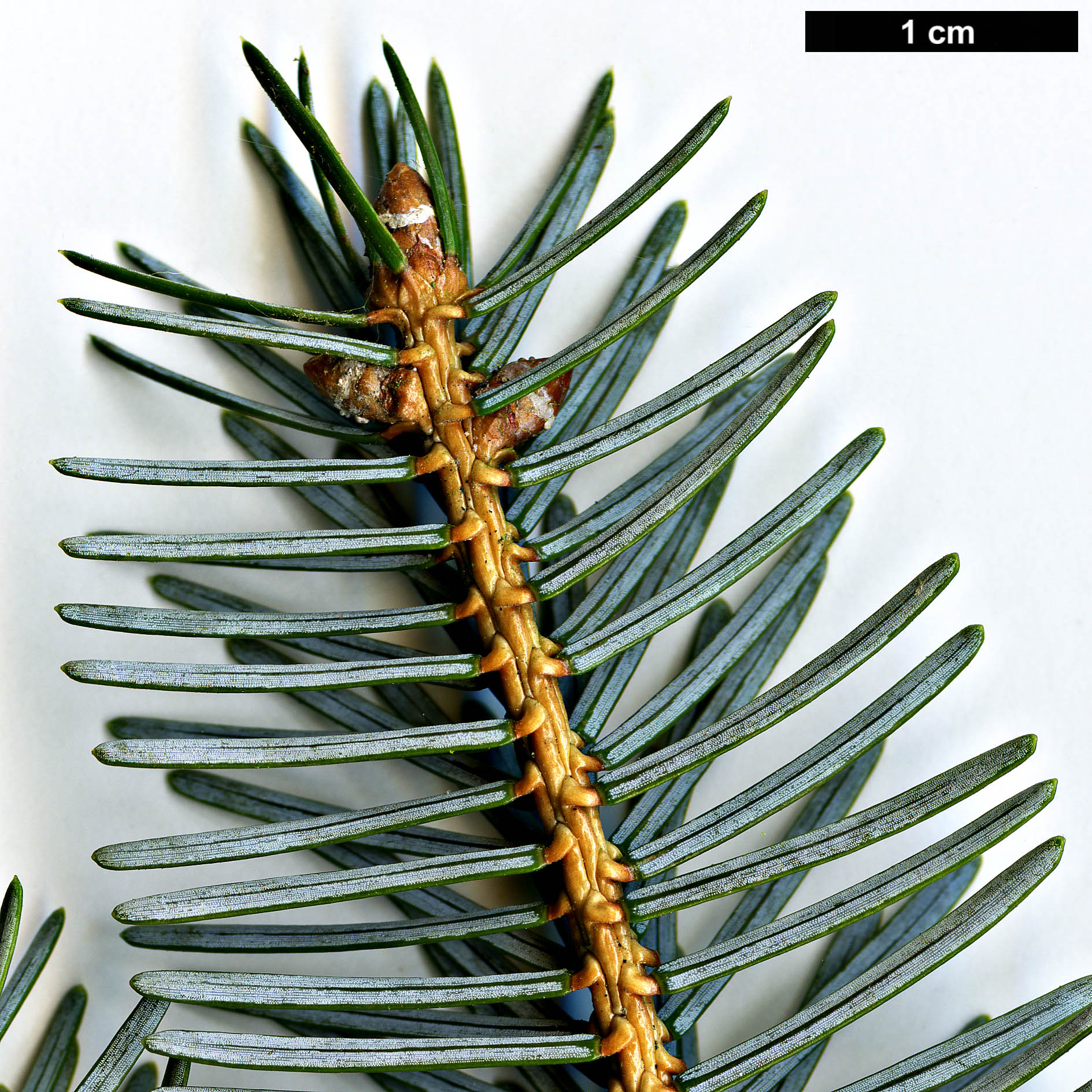 High resolution image: Family: Pinaceae - Genus: Picea - Taxon: jezoensis - SpeciesSub: subsp. hondoensis